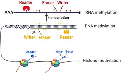 An Overview of Epigenetic Methylation in Pancreatic Cancer Progression